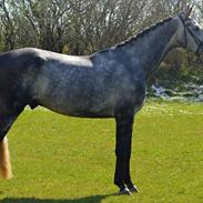 Dansk Varmblod Royal Legacy