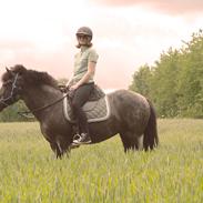 Islænder Mini Madsen