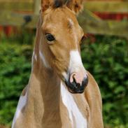 Tennessee Walker | Pride'n'Justice GW