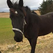 Anden særlig race Lille Lonni