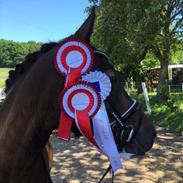 Arabisk fuldblod (OX) Egelys Alija ( OX 3925 )