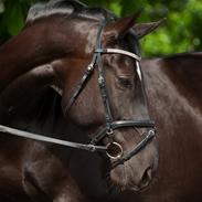 Oldenborg Solhøj's Maximus D M