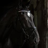 Oldenborg Solhøj's Maximus D M