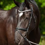 Oldenborg Solhøj's Maximus D M