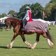 Shire Shirefarm Braveheart