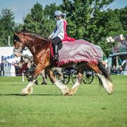 Shire Shirefarm Braveheart