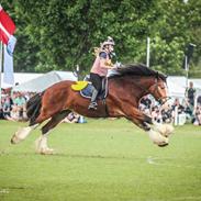 Shire Shirefarm Braveheart