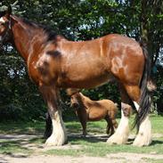 Shire Shirefarm Braveheart