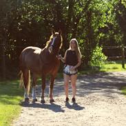 Welsh Cob (sec D) De Busies Pretty Floyd