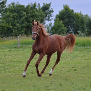 Anden særlig race Marcel