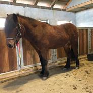 Islænder Kjalar frá Hestheimum