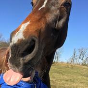 Dansk Varmblod Churobi z chanel