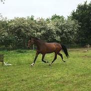 Dansk Varmblod Churobi z chanel