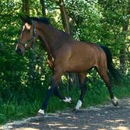 Dansk Varmblod Churobi z chanel