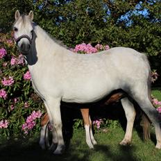 Welsh Mountain (sec A) Friarly flowermaid