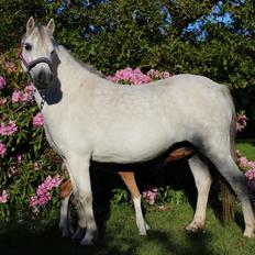 Welsh Mountain (sec A) Friarly flowermaid