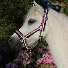 Welsh Mountain (sec A) Friarly flowermaid