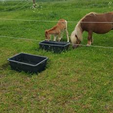 Shetlænder Wara solgt 