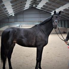 Dansk Varmblod Villumhøjs Lady Super Dancer
