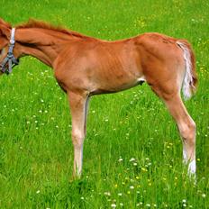 DSP Lykkebo Charmonix