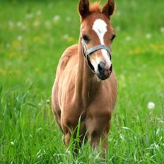 DSP Lykkebo Charmonix