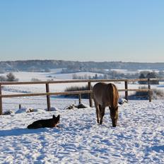 Anden særlig race Stald ax golden extreem