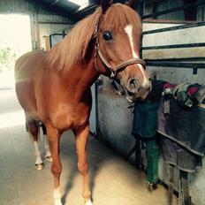 Arabisk fuldblod (OX) Zahrah hamrah el azraff ox