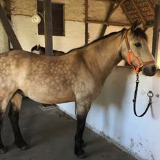 Connemara AC-Fearless Å'boy Engvang