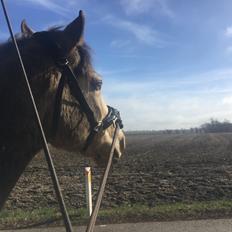 Connemara AC-Fearless Å'boy Engvang