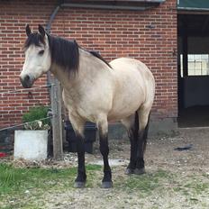 Connemara AC-Fearless Å'boy Engvang