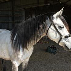 Anden særlig race Ronaldo