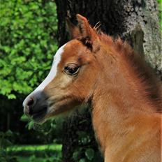 Welsh Mountain (sec A) Melanders Flower Power