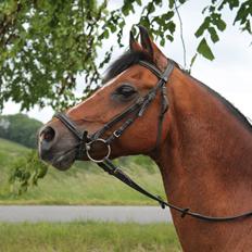 Anden særlig race Premiat (Prop)