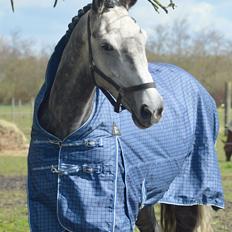 Dansk Varmblod Royal Legacy