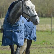 Dansk Varmblod Royal Legacy