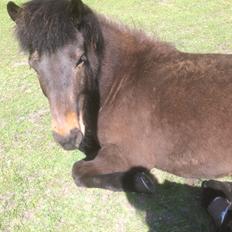Islænder Fjölnir fra støvbogård