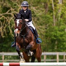 Dansk Varmblod Baronesse gersdorf