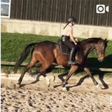 Dansk Varmblod Baronesse gersdorf