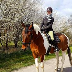 Pinto Højvang's Ikaros