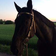 Traver Wings of fire