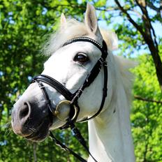 Connemara Solvangs Bastian