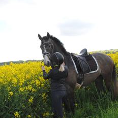 Dansk Varmblod Nørgårds Ludwig