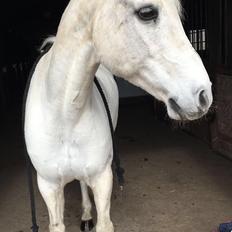 Connemara Solvangs Bastian