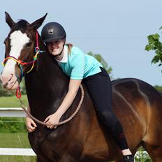 Hollandsk Varmblod Zarona R.I.P 