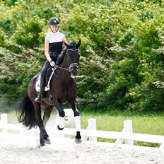 Dansk Varmblod Gørklintgårds Midé