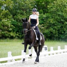 Dansk Varmblod Gørklintgårds Midé