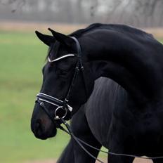Dansk Varmblod Gørklintgårds Midé