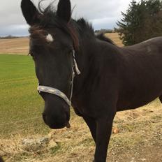 Anden særlig race Lille Lonni