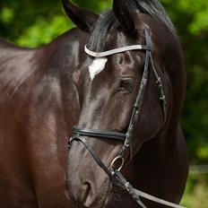 Oldenborg Solhøj's Maximus D M