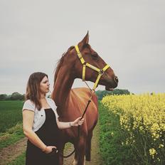 Dansk Varmblod Nørremøllehøj's laika